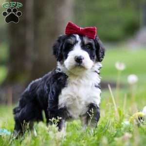 Daisy, Bernedoodle Puppy