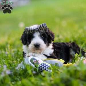 Abigail, Bernedoodle Puppy