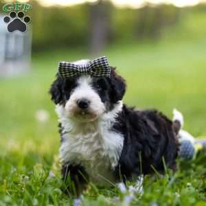Abigail, Bernedoodle Puppy