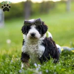 Abigail, Bernedoodle Puppy
