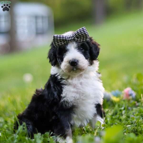 Abigail, Bernedoodle Puppy