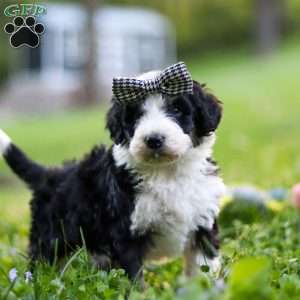 Abigail, Bernedoodle Puppy