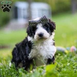 Abigail, Bernedoodle Puppy