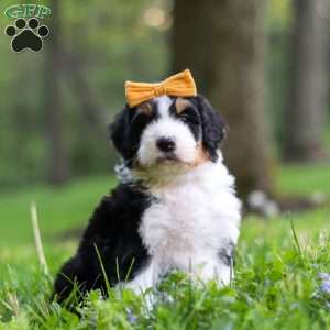 Bella, Bernedoodle Puppy
