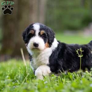 Bella, Bernedoodle Puppy