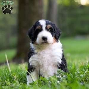 Bella, Bernedoodle Puppy