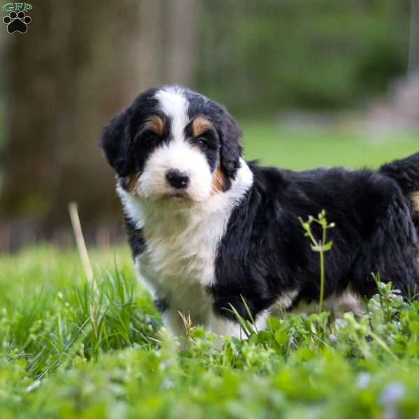 Bella, Bernedoodle Puppy