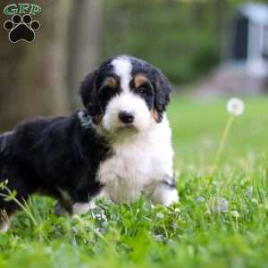 Bella, Bernedoodle Puppy