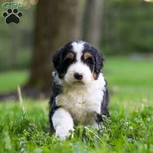 Bella, Bernedoodle Puppy