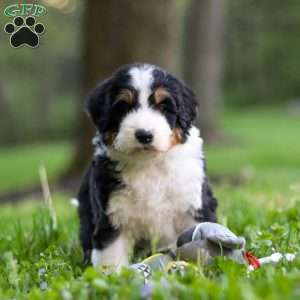 Bella, Bernedoodle Puppy