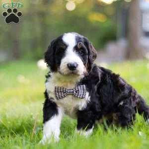 Riley, Bernedoodle Puppy