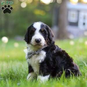 Riley, Bernedoodle Puppy