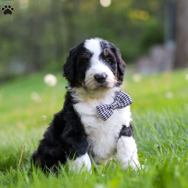 Riley, Bernedoodle Puppy