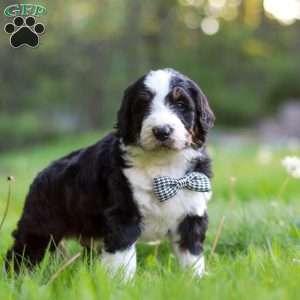 Riley, Bernedoodle Puppy