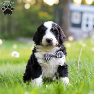 Riley, Bernedoodle Puppy