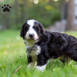 Riley, Bernedoodle Puppy