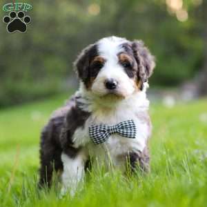 Rockey, Bernedoodle Puppy