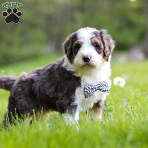 Rockey, Bernedoodle Puppy