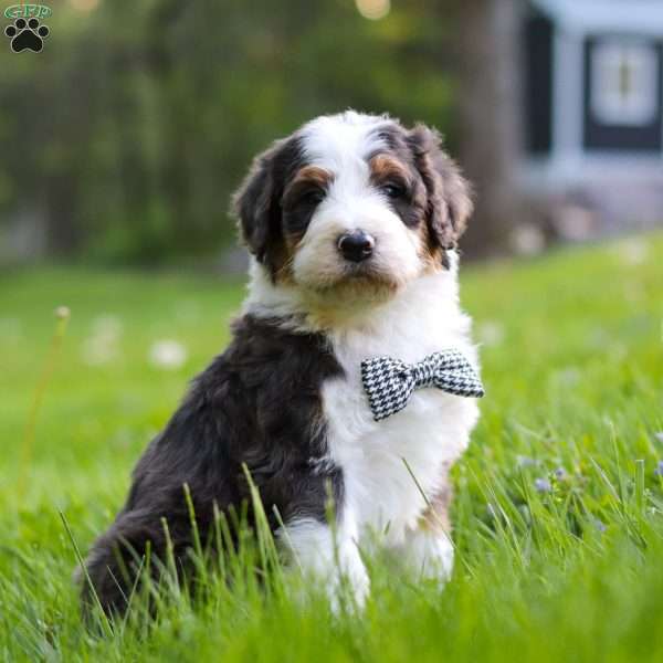Rockey, Bernedoodle Puppy