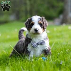 Rockey, Bernedoodle Puppy