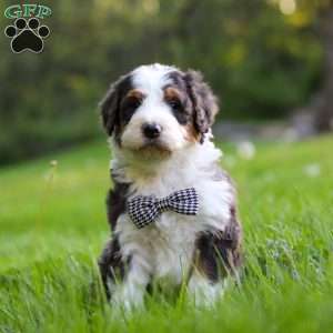 Rockey, Bernedoodle Puppy
