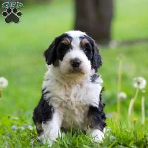 Tyson, Bernedoodle Puppy