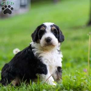 Tyson, Bernedoodle Puppy