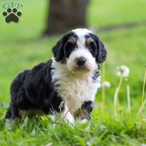 Tyson, Bernedoodle Puppy