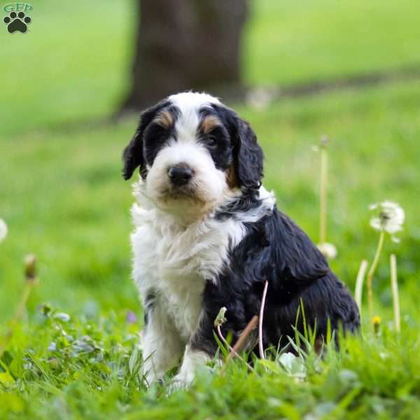 Tyson, Bernedoodle Puppy