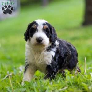 Tyson, Bernedoodle Puppy
