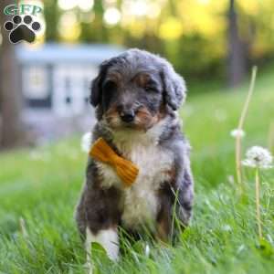 Rambo, Bernedoodle Puppy