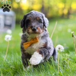 Rambo, Bernedoodle Puppy