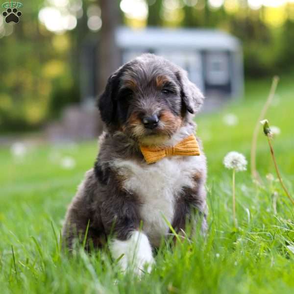 Rambo, Bernedoodle Puppy