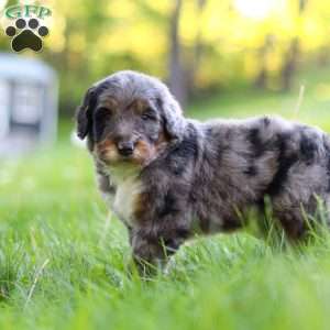 Rambo, Bernedoodle Puppy