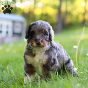 Rambo, Bernedoodle Puppy