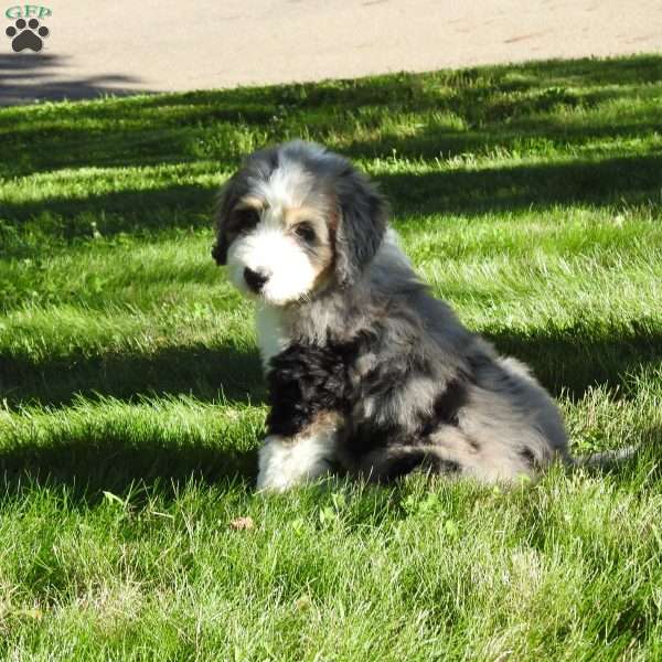 Dolly, Bernedoodle Puppy