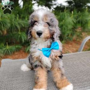 Jackson, Bernedoodle Puppy