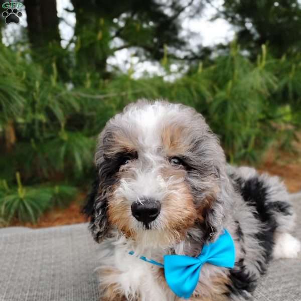 Jackson, Bernedoodle Puppy