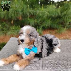 Jackson, Bernedoodle Puppy