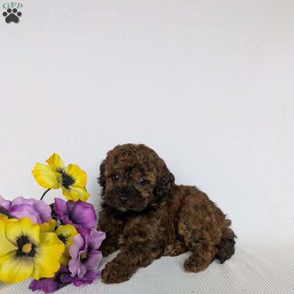 Oakley, Shih-Poo Puppy