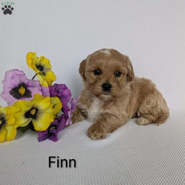 Finn, Shih-Poo Puppy