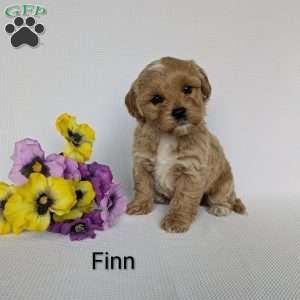 Finn, Shih-Poo Puppy