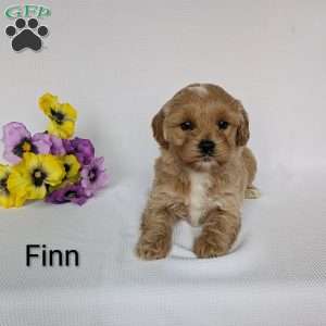 Finn, Shih-Poo Puppy