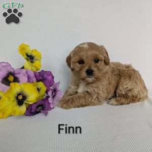 Finn, Shih-Poo Puppy