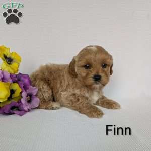 Finn, Shih-Poo Puppy