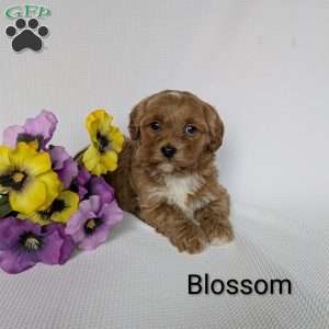 Blossom, Shih-Poo Puppy