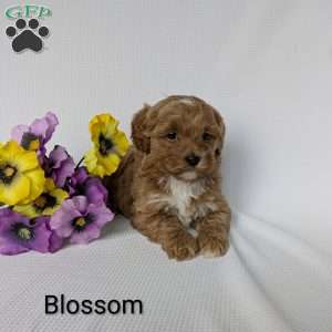Blossom, Shih-Poo Puppy