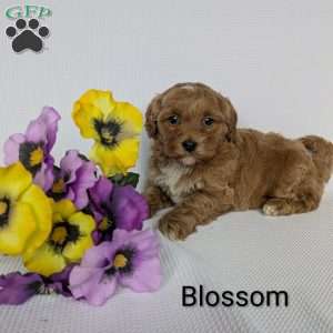 Blossom, Shih-Poo Puppy