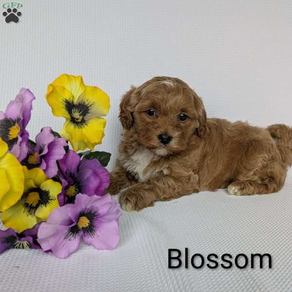 Blossom, Shih-Poo Puppy