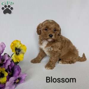 Blossom, Shih-Poo Puppy
